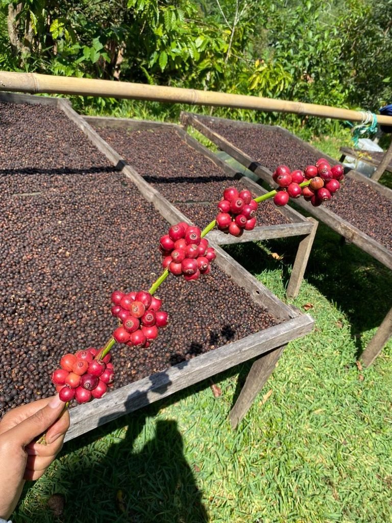 Coffee Sembalun, Lombok, Indonesia